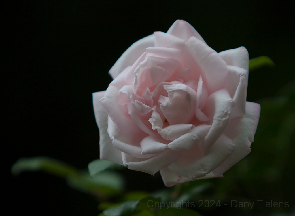 Rosa - New Dawn-01.jpg